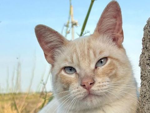 GOLDEN 230 27620 Gasny