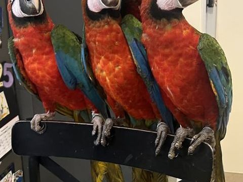 Ara Chlorptere x Ararauna &Eacute;l&egrave;v&eacute;s &agrave; la main 1800 77580 Cr�cy-la-chapelle