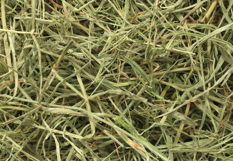 Foin de qualité 2 85190 Mach