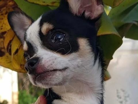 Superbes chiots chihuahua mâles et femelles poils courts 900 89160 Ancy-le-franc