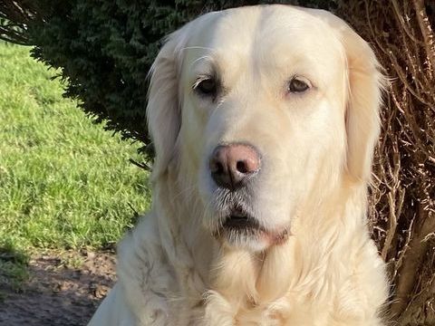 7 chiots golden naissance d&eacute;but juin 1000 72330 Parign�-le-p�lin