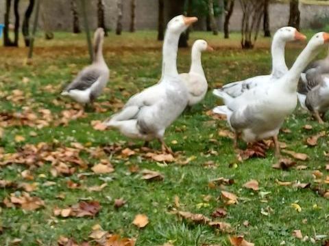 Vente 50 28310 Mrouville