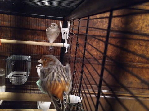 Canaris croisés arlequin portugais et agate rouge shimmel 24 42120 Le coteau