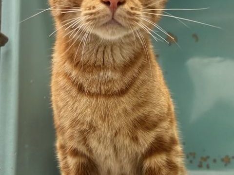 ABELIX, chat roux 1 an  100 34500 Bziers