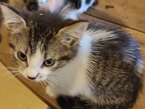 Chatons 0 63800 Cournon-d'auvergne