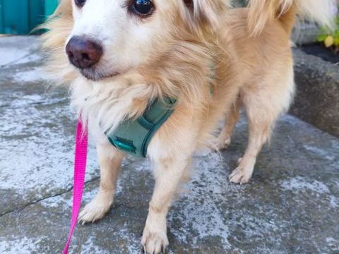 A L'ADOPTION KROKHA SE TROUVE EN REFUGE UKRAINE 0 75018 Paris