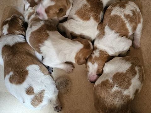 Chiots épagneul breton LOF. 800 66600 Rivesaltes