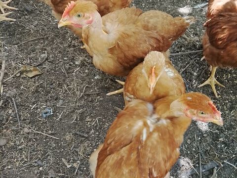 Poulets d&eacute;marr&eacute;s cou nu  tout venant 0 24130 La force