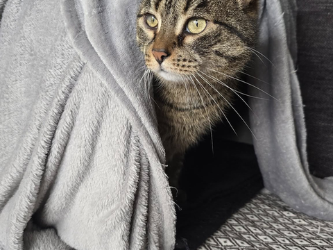 Nefertiti 80 44000 Nantes