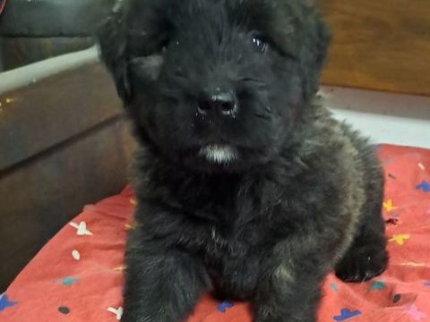 CHIOTS BOUVIER DES FLANDRES 800 24360 Bussi�re-badil