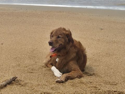 CHIEN DISPARU DEPUIS LE JEUDI 6 AOUT A ITXASSOU 64250
NOUGAT 0 64250 Itxassou