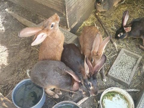 Lapin de ferme (lapines) 15 49160 Jumelles