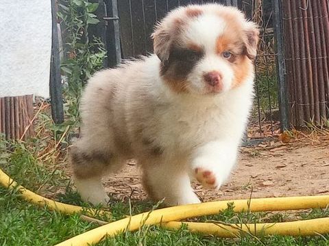 chiots bergers australiens Lof  1150 44116 Vieillevigne