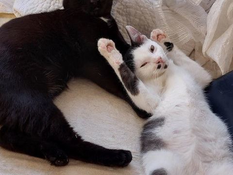 ELIOT et NESS 250 92290 Chtenay-malabry