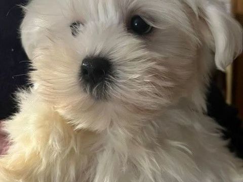 BICHON MALTAIS NON LOF 690 59470 Bollezeele