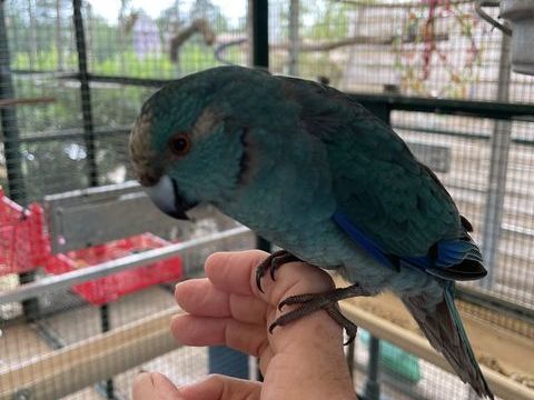 Kakariki 50 83600 Fr�jus