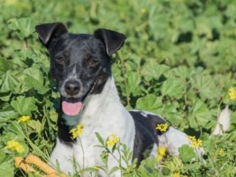 VITO 300 27620 Gasny