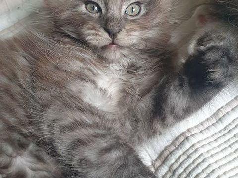 Chaton Maine Coon LOOF &agrave;  r&eacute;server 1100 30200 Saint-nazaire