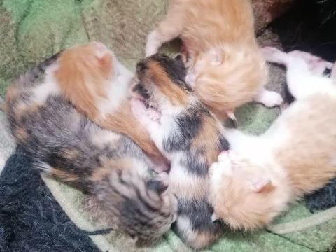 Donne Chatons 0 31350 Boulogne-sur-gesse