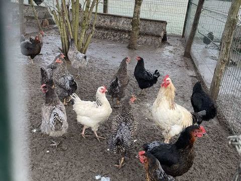 Poulettes pondeuses 8 mois 5 races 14 45120 Corquilleroy