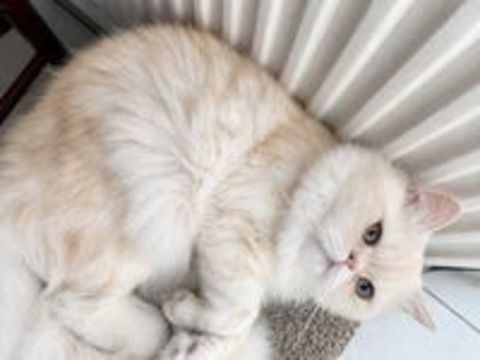   Chaton/Chat Persan LOOF 