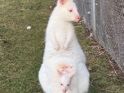 Wallaby de Bennett 1200 21510 Minot