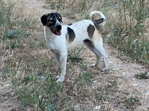 AXSEL joli crois&eacute; 17 mois 280 59300 Aulnoy-lez-valenciennes