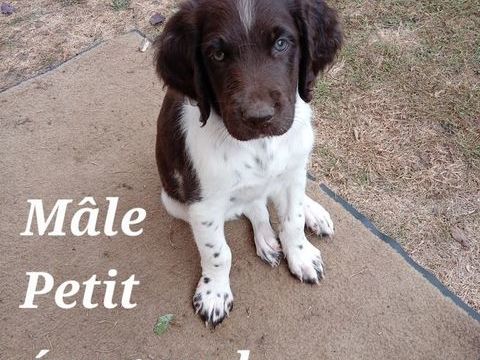 Petit M&uuml;nsterlander. Parents s&eacute;lectionn&eacute;s Chasse/ Beaut&eacute;. 950 27530 Croth