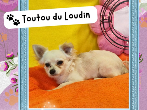 Chiot chihuahua m&acirc;le poils longs 500 18140 Pr�cy