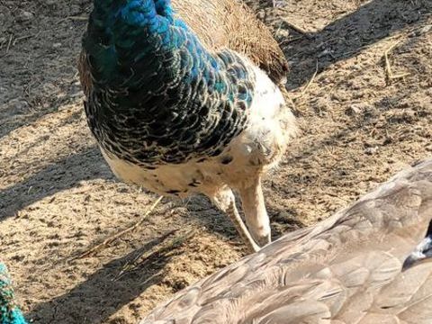 Paon m&acirc;le de 1ans 80 02540 Viels-maisons