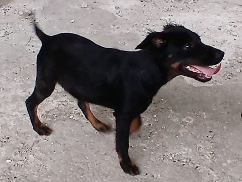 CYMBALE actuellement en guadeloupe 0 85000 La roche-sur-yon