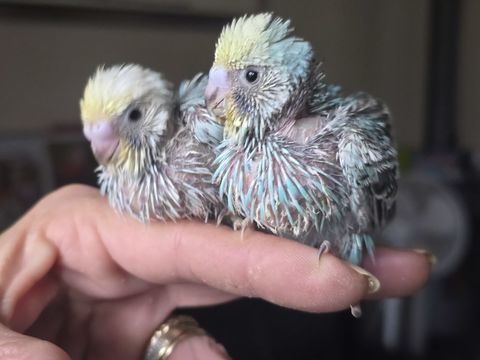 Jeune perruche ondulée eam 80 77240 Vert-saint-denis