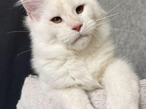 Magnifiques chatons Maine Coon LOOF  1600 83000 Toulon