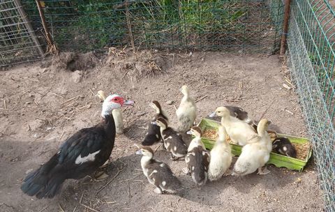 Canes et canards de Barbarie 1 29120 Plomeur