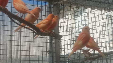 canaris 30 44350 Gurande
