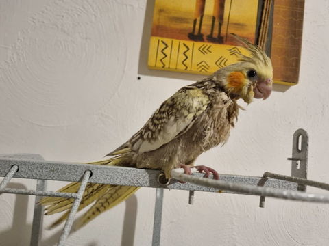 calopsittes EAM 100 82500 Beaumont-de-lomagne