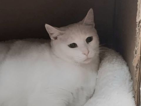 NIEVES 220 27620 Gasny