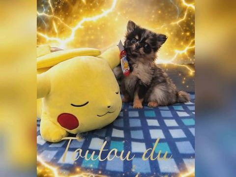 Chiot spitz femelle 1500 18140 Pr�cy