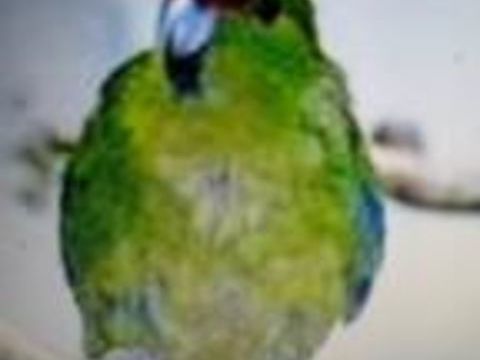 kakariki 60 33750 Beychac-et-caillau