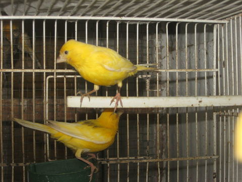 canaris
15 62120 Racquinghem