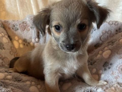 Chiot Chihuahua 900 52400 Le chtelet-sur-meuse