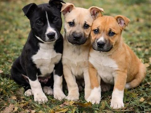 Chiots cherchent familles serieuses pour adoption 300 11000 Carcassonne