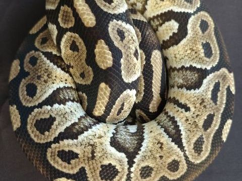 Python royal m&acirc;le mocha 90 59320 Englos