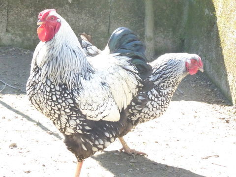 coq et poule vyandotte pur race 50 85120 La ch�taigneraie