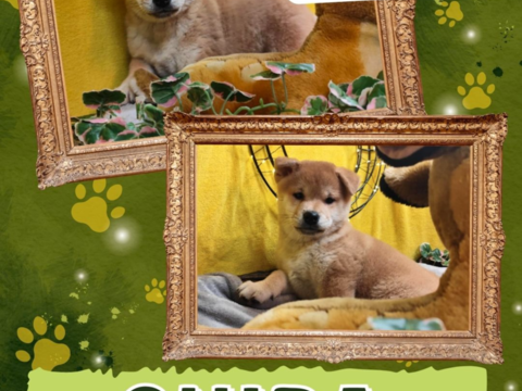 Chiot shiba inu femelle 650 18140 Pr�cy