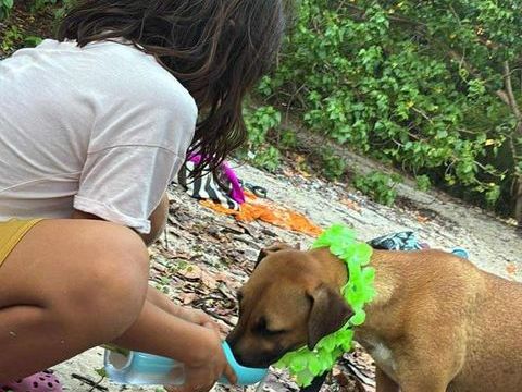 Soly, femelle X croiser berger, n&eacute;e le 01/05/2024 380 77000 Livry-sur-seine