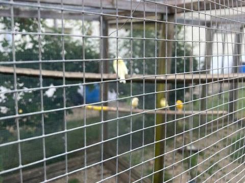 canaris 15 38630 Corbelin