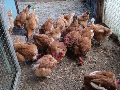 poules pondeuse 15 84240 La tour-d'aigues