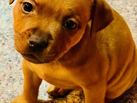 Chiots Staffie 1200 53210 Louvign�