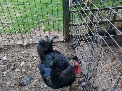 Coq sussex  et coq brahma croisé Wyandotte 1 80880 Saint-quentin-la-motte-croix-au-bailly